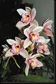 Cymbidium rosa * Rodrigo Remolina 
 * Rodrigo Remolina 
